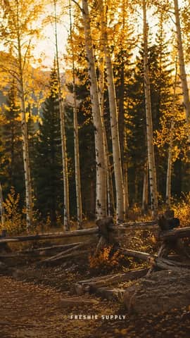 Aspen Woods phone wallpaper preview: the Aspen Woods scene with a small Freshie Supply mark at the bottom edge